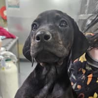 Photo of Lola (Was Maisie)
