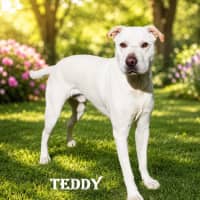 Photo of Teddy