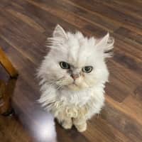 Photo of 🎩Darby🎩