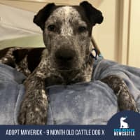 Photo of Maverick   9 Month Old Cattle Dog X (Trial)