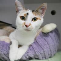 Photo of Muezza Sua014456