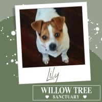 Photo of Lily