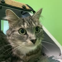 Photo of Toast (Bonded To Baguette)