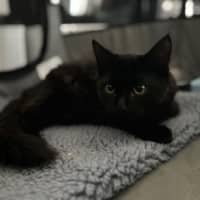 Photo of Chip