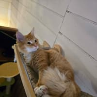 Photo of Faramir