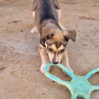 Photo of Balto (Spyro)