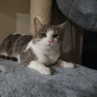 Photo of Chester Kumara