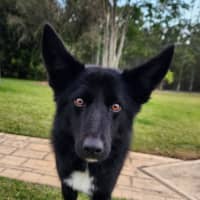 Photo of Pumba