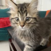Photo of Nini