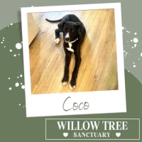 Photo of Coco