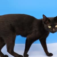 Photo of Julie   Now At Pet Quarters Glendale