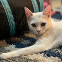 Photo of Luna