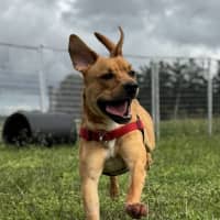 Photo of Arlo