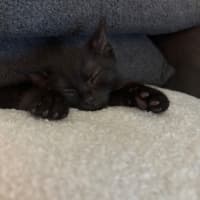 Photo of Mako