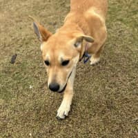 Photo of Kelly   5 Month Old Ridgeback X