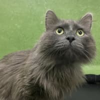 Photo of Winston