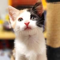 Photo of Tinker