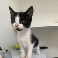 Photo of Oslo Junior (9953)