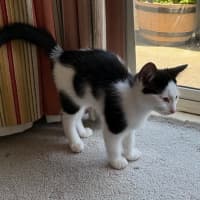 Photo of Oreo   Reduced Adoption Fee