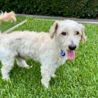 Photo of Sydney & Rocco   10 & 8 Year Old Moodle