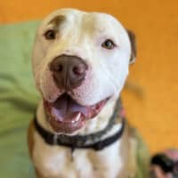 Photo of Odin