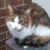 Photo of Archie