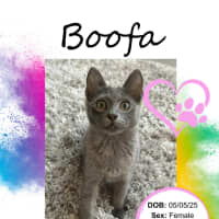 Photo of Boofa