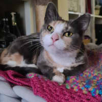 Photo of Romany 🌷🌷🌷