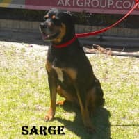 Photo of Sarge