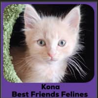 Photo of Kona
