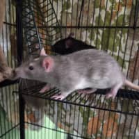 Photo of Ichabod
