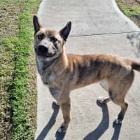 Photo of Louie 