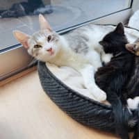 Photo of Pixie 🧚🏻 The Princess 👑 