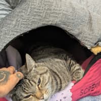 Photo of Roxy