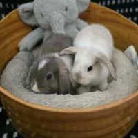 Photo of Cloud / Misty