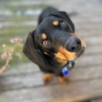 Photo of Rooster   9 Month Old Dachshund X Kelpie