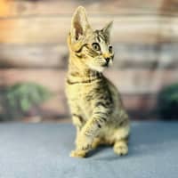 Photo of Apollo   Meet Me In Preston