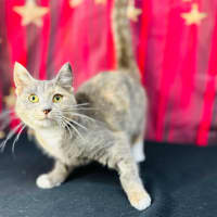 Photo of Willow (Located In Preston) 