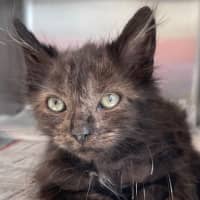 Photo of Smokey