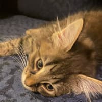 Photo of Pocus **2nd Chance Cat Rescue**