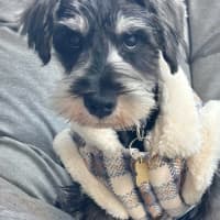 Photo of Tizzee
