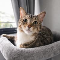 Photo of 13137   Toto