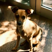 Photo of Pip