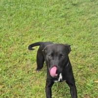 Photo of Bella (9225)