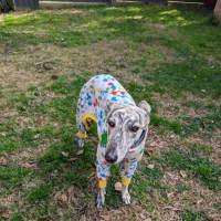 Photo of Luna, The 2 Year Old Greyhound