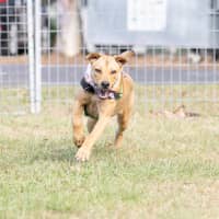 Photo of Pancake