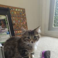 Photo of Chai