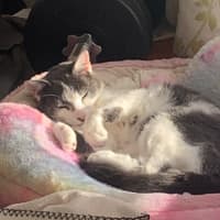 Photo of Mittens