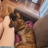 Photo of Maverick 🐴 1.5yo, Staffy X Rotti(on Trial 8/11/25