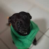 Photo of Zeke *$350 Adoption Fee*